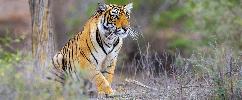 Ranthambore park